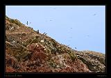 Ballestas Islands 017